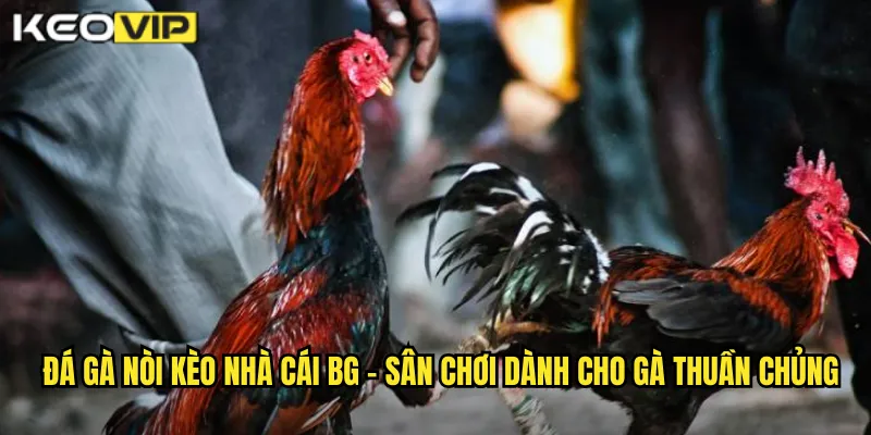 Đá Gà Nòi kèo nhà cái bg - Dòng Máu Quý Giá Của Những Chiến Kê Tinh Hoa 1 Đá gà nòi kèo nhà cái bg - Sân chơi dành cho gà thuần chủng