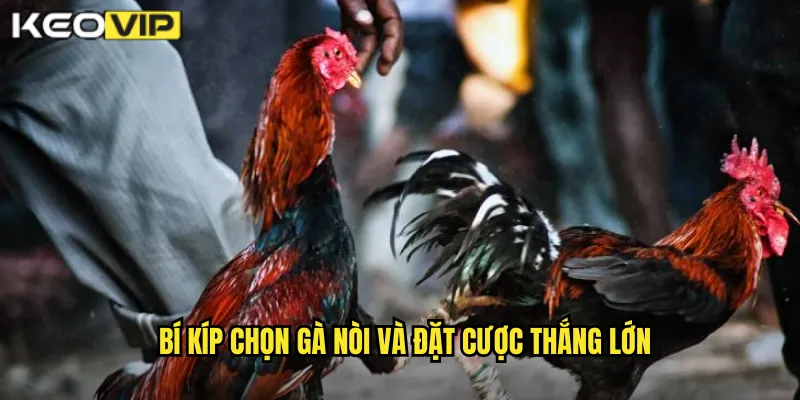 Đá Gà Nòi kèo nhà cái bg - Dòng Máu Quý Giá Của Những Chiến Kê Tinh Hoa 2 Bí kíp chọn gà nòi và đặt cược thắng lớn