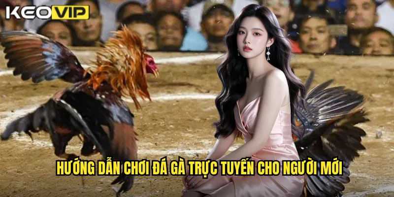 Đá Gà Trực Tuyến kèo nhà cái bg - Trải Nghiệm Đỉnh Cao Mọi Lúc Mọi Nơi 2 Hướng dẫn chơi đá gà trực tuyến cho người mới