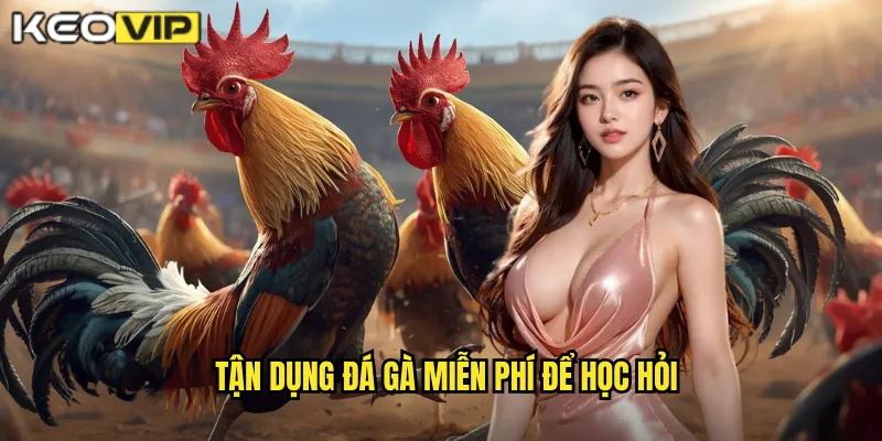 Đá Gà Miễn Phí kèo nhà cái bg - Trải Nghiệm Không Mất Phí Cho Newbie 2 Tận dụng đá gà miễn phí để học hỏi