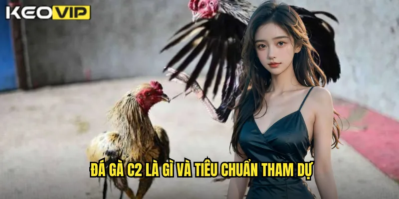 Đá gà C2 là gì và tiêu chuẩn tham dự