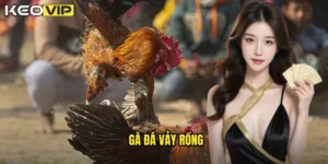 gà đá vảy rồng