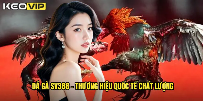 Đá Gà SV388 kèo nhà cái bg - Nền Tảng Uy Tín Hàng Đầu Châu Á 1 Đá gà SV388 - Thương hiệu quốc tế chất lượng