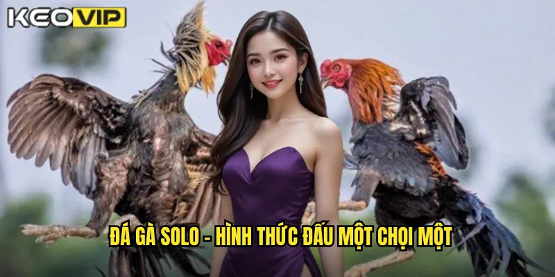Đá Gà Solo kèo nhà cái bg - Thách Thức Tay Đôi Dành Cho Cao Thủ 1 Đá gà solo - Hình thức đấu một chọi một