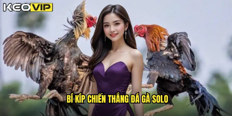 Đá Gà Solo kèo nhà cái bg - Thách Thức Tay Đôi Dành Cho Cao Thủ 2 Bí kíp chiến thắng đá gà solo