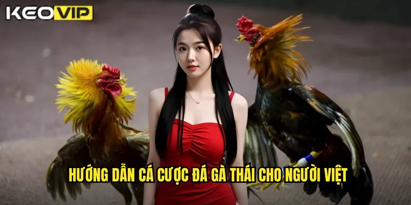 Hướng dẫn cá cược đá gà Thái cho người Việt
