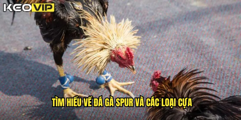 Đá Gà Spur kèo nhà cái bg - Cựa Sắt Tăng Sát Thương Gấp Nhiều Lần 1 Tìm hiểu về đá gà spur và các loại cựa