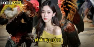 Đá gà trực tiếp C1