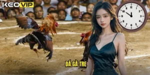 đá gà tre