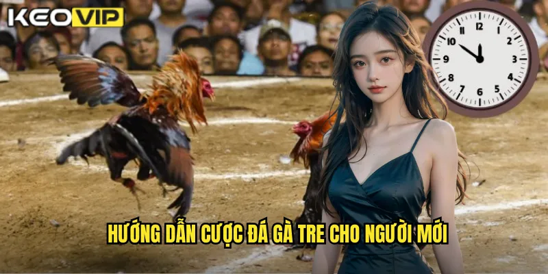 Hướng dẫn cược đá gà tre cho người mới