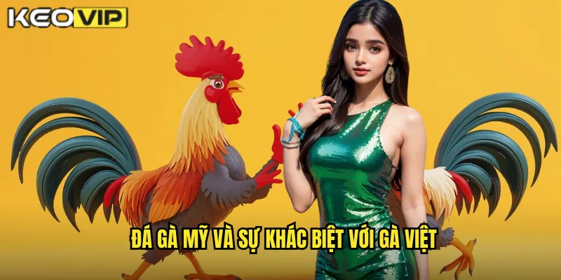 Đá Gà Mỹ kèo nhà cái bg - Phong Cách Chiến Đấu Chuyên Nghiệp Từ Châu Mỹ 1 Đá gà Mỹ và sự khác biệt với gà Việt